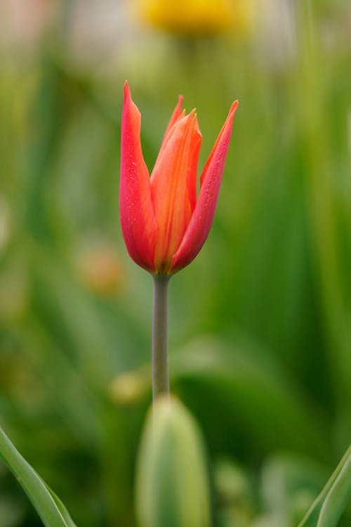 A single red tulip is blooming in the garden