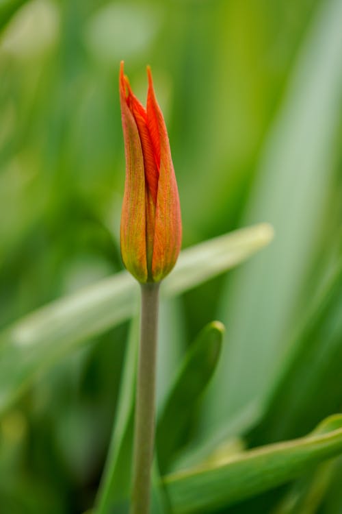 A single orange tulip flower in the middle of a green field
