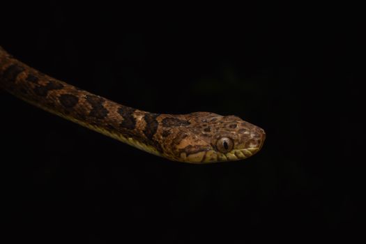 Detailed side view of a snake against a black background, showcasing its texture.