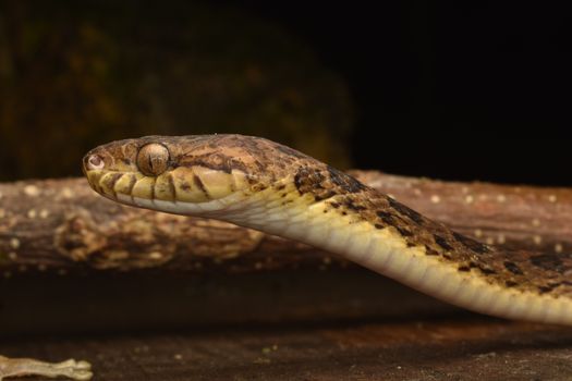 Leptodeira the Cat-Eyed Snake