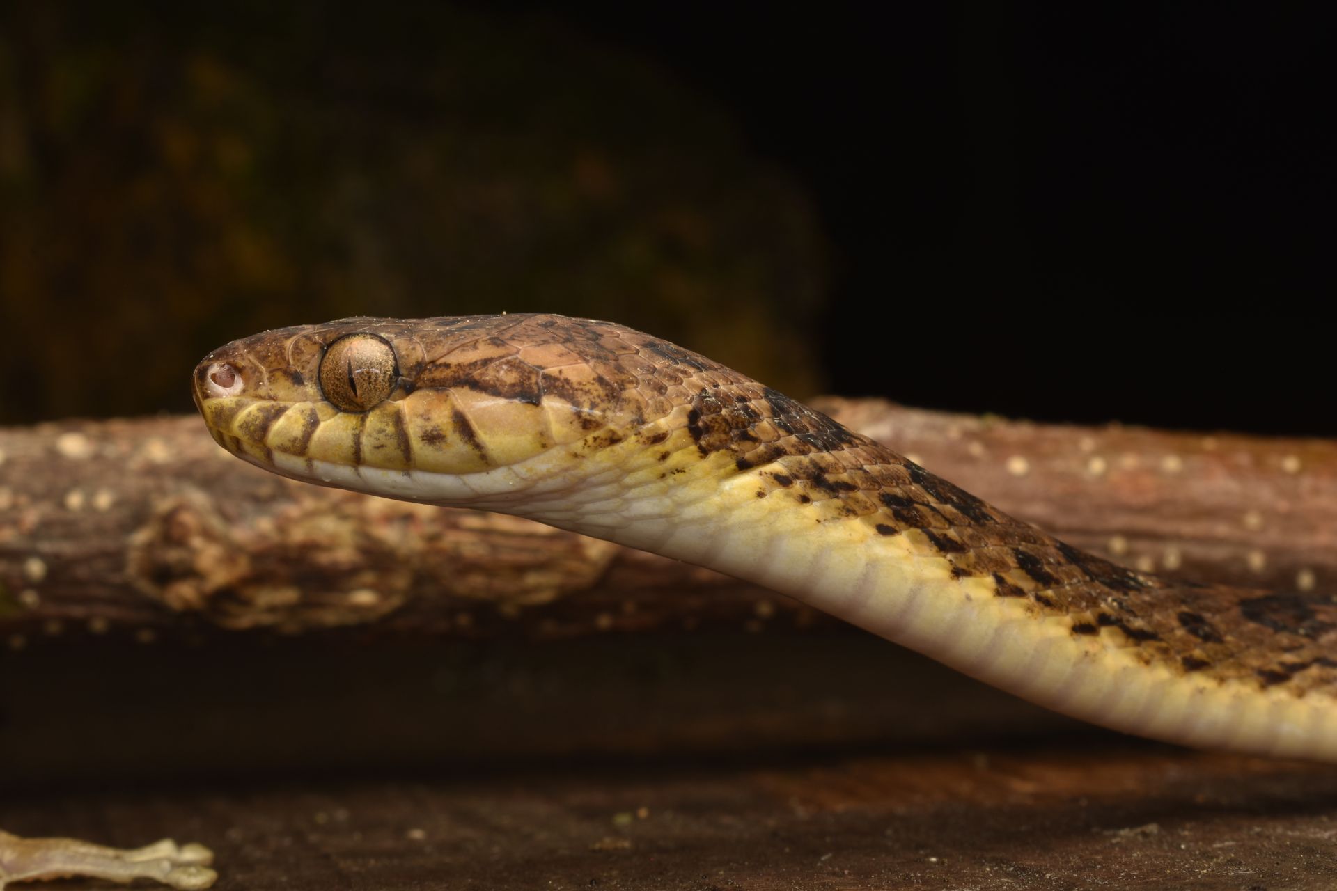 Leptodeira the Cat-Eyed Snake