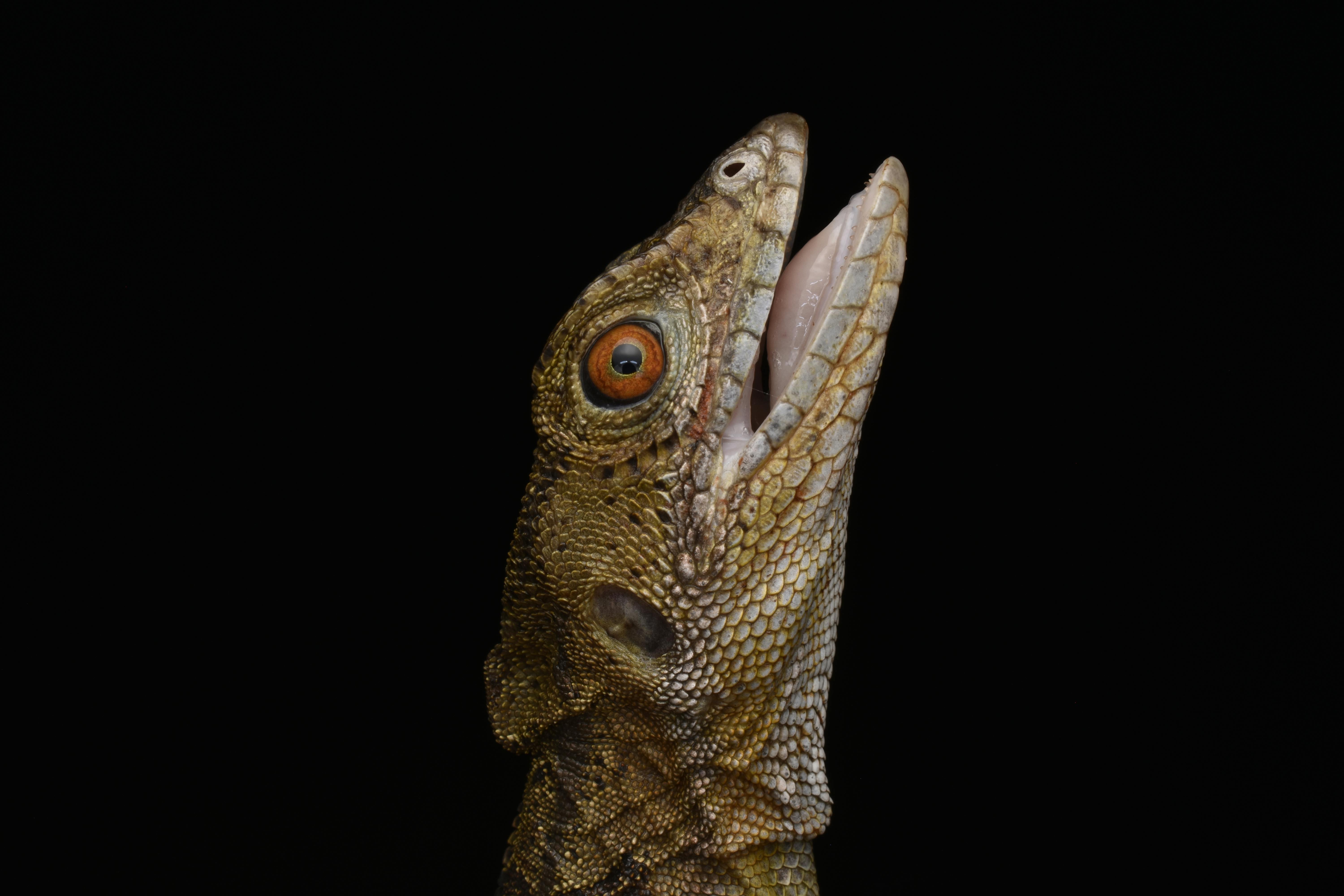Detailed side view of a basilisk lizard with mouth open, showcasing textured scales and vibrant eye on a black background.