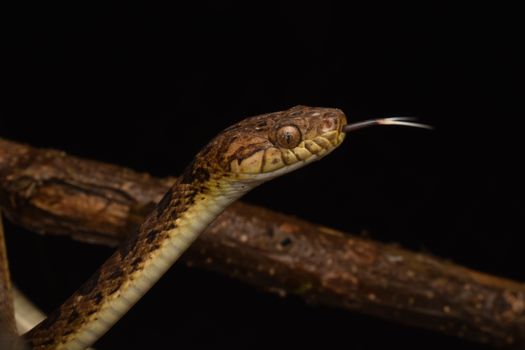 snake photo
