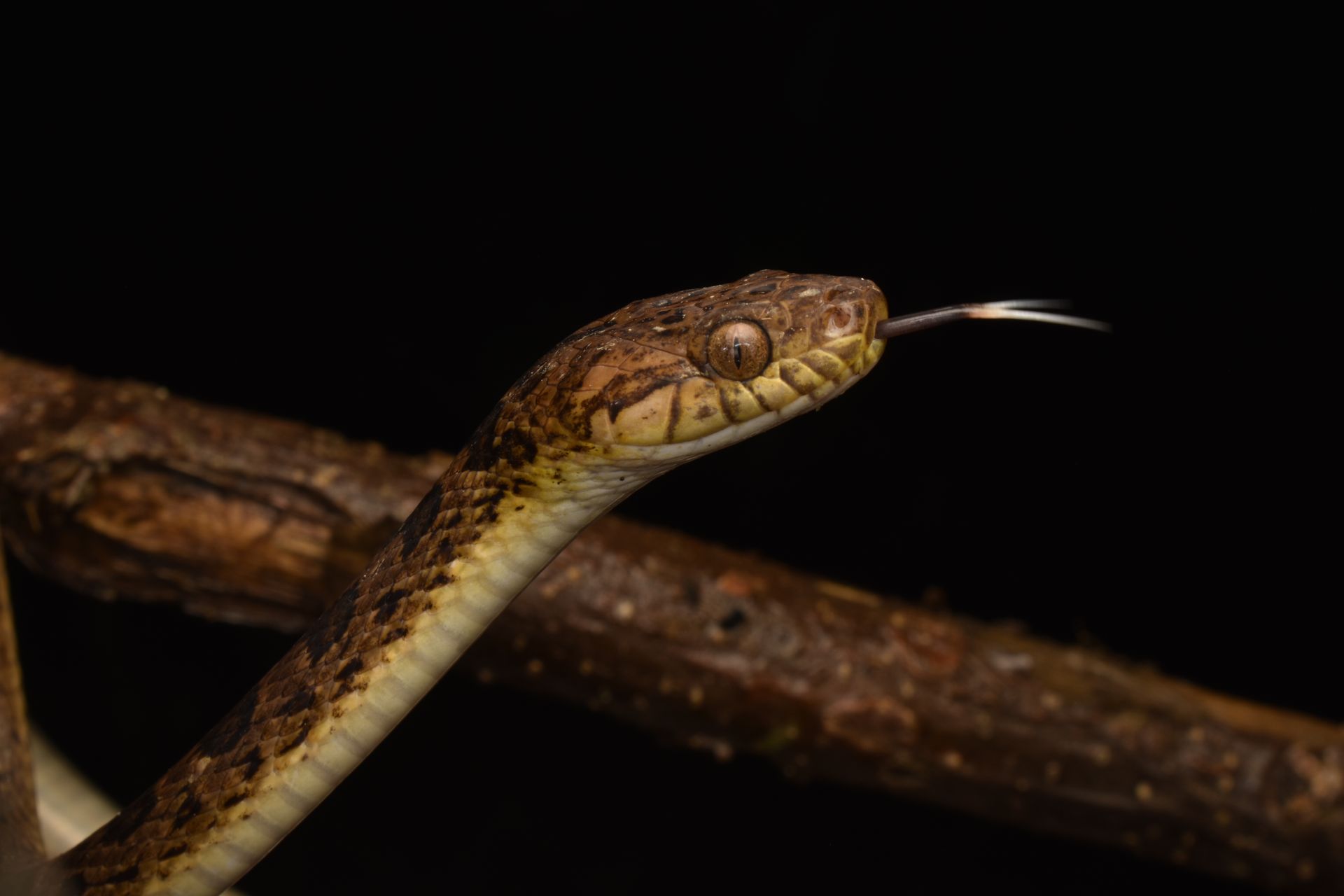 Close-up of a snake on a branch with its tongue extended against a black background.