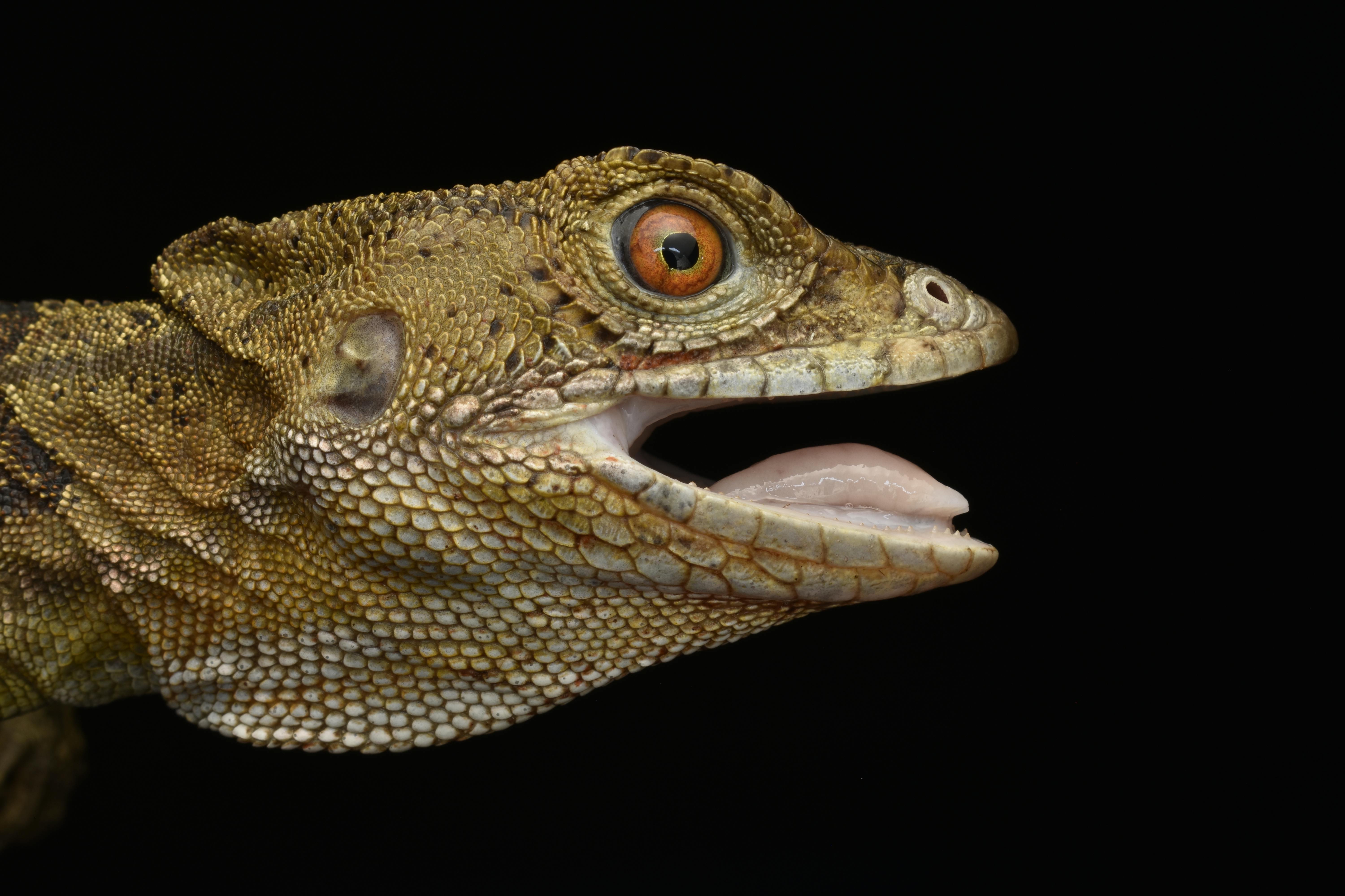 Common Basilisk Up Close · Free Stock Photo