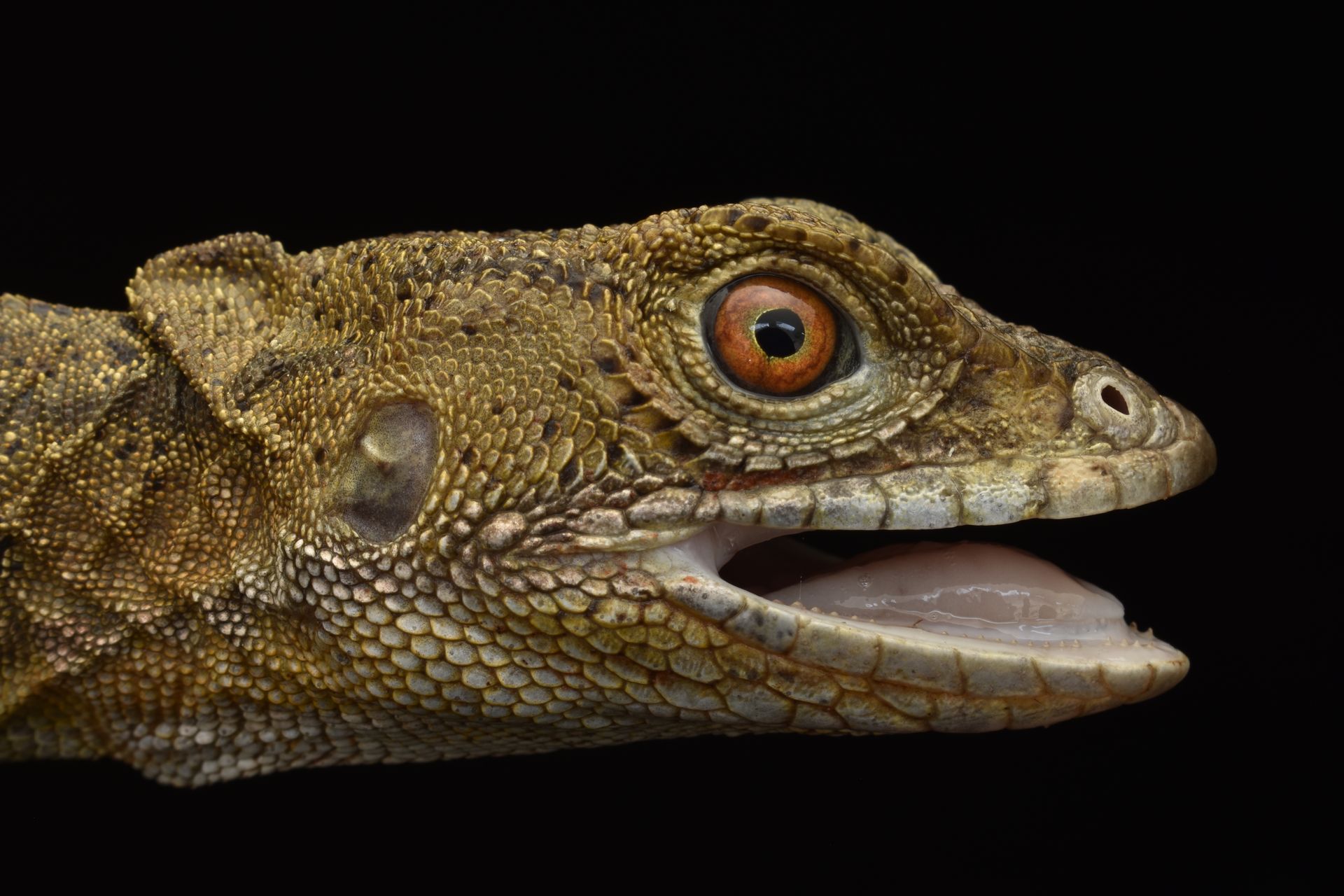 Detailed close-up of a Common Basilisk showing its intricate scale patterns and vivid eye against a black background.