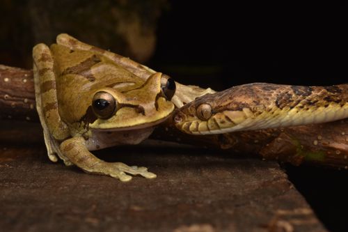 Free A frog and a snake share a branch in a wildlife setting, captured in close-up. Stock Photo