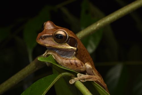 Free Brown tree frog perched on a leaf at night, showcasing wildlife in focus. Stock Photo