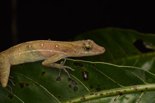 gecko photo
