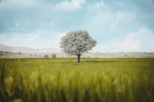 Free A lone tree in a field of green grass Stock Photo