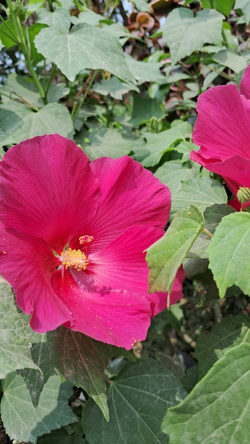 pink flowers 