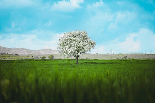Free Single Tree on Green Grassland Stock Photo