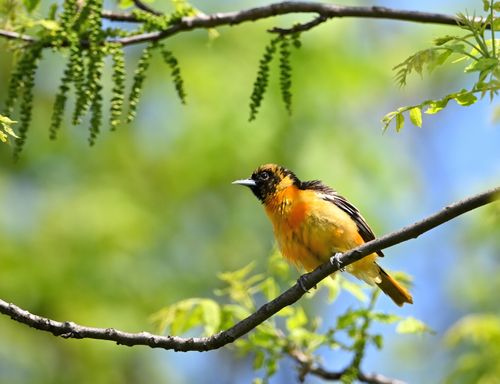 Free A vivid Baltimore oriole perched on a branch amidst lush green foliage in St. Charles, Illinois. Stock Photo