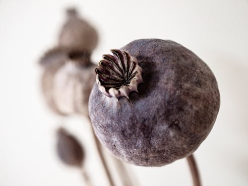 Grey and Brown Poppy Buds