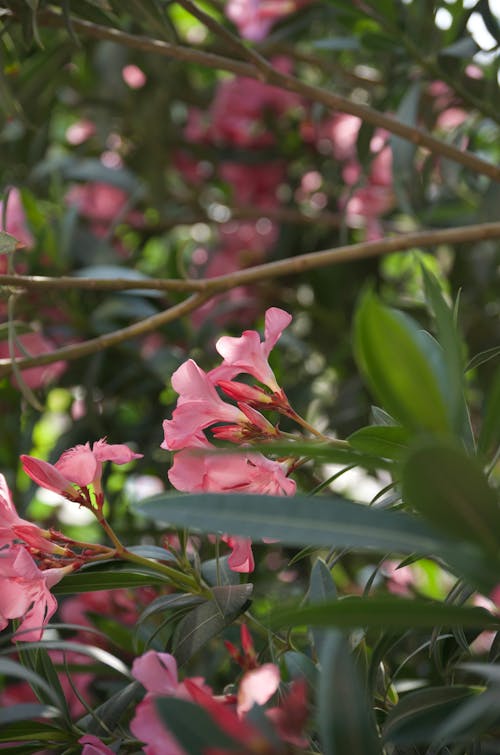 Darmowe zdjęcie z galerii z jasnoróżowy, wiosenne kwiaty, wiosna