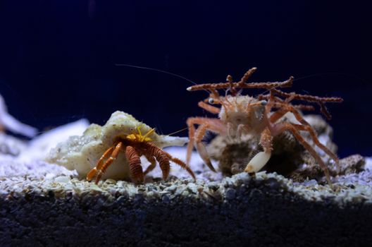 Vibrant close-up of hermit crabs exploring an aquarium setting with sandy substrate.