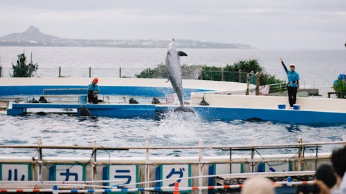 Dolphin show at the aquarium