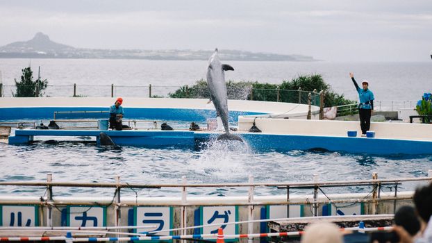 A lively dolphin performance at Okichan Theatre in Okinawa with trainers guiding the show.