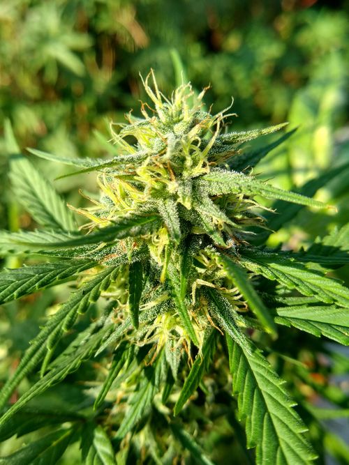 Free Detailed close-up of a mature cannabis plant with vibrant green leaves and trichomes. Stock Photo