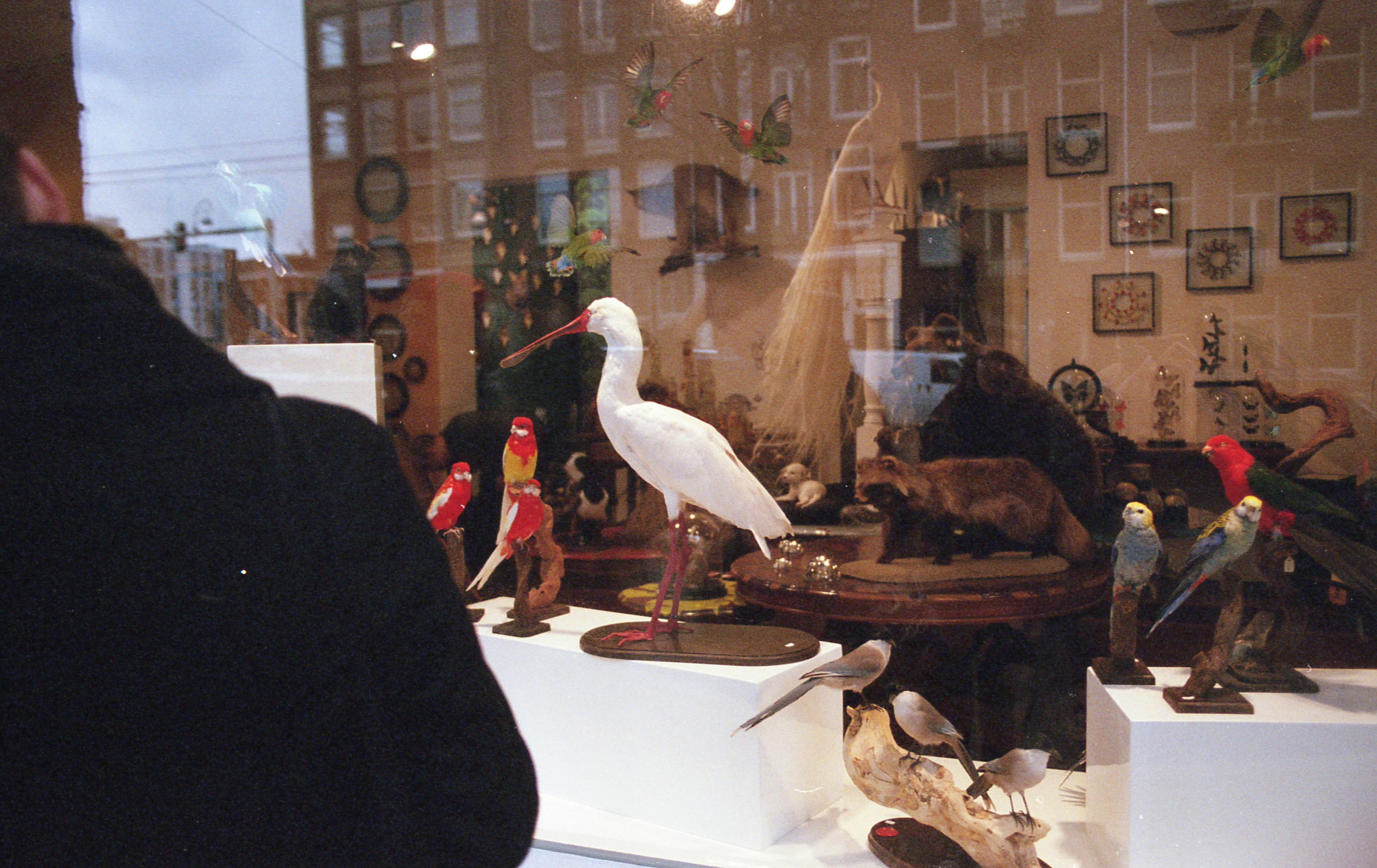 Free stock photo of parrot, parrots, shopwindow