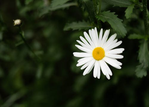 A single white daisy with a yellow center