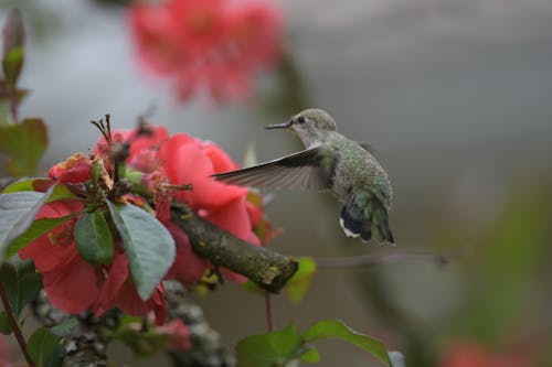 Gratis arkivbilde med blomst, fugler, kolibri