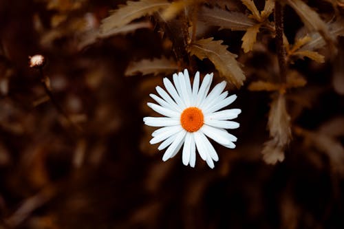 Free stock photo of african daisy, common daisies, daisies