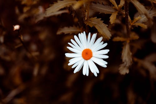 Kostnadsfri bild av blomsterträdgård, daisy, fjäder