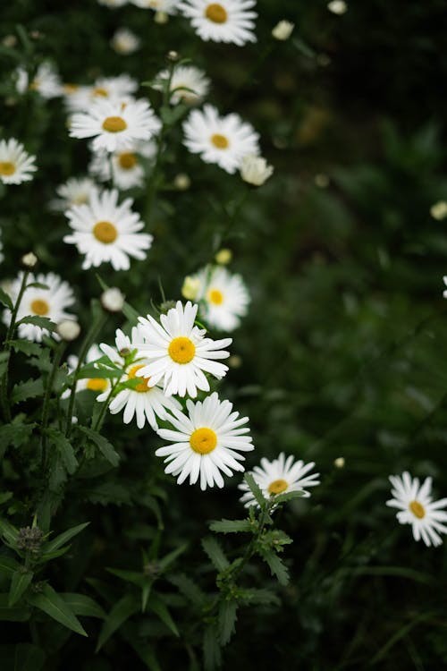 Daisies in the garden