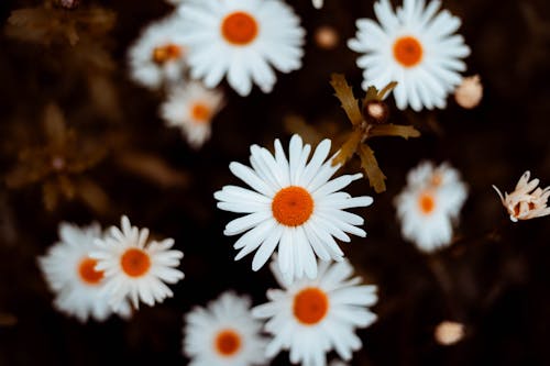 A close up of white and orange daisies