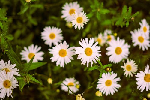 Free Close-up view of white daisies with yellow centers and green leaves in a natural outdoor setting. Stock Photo