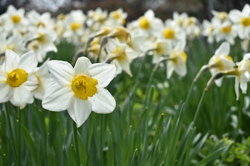 Daffodils in bloom at the daffodil festival