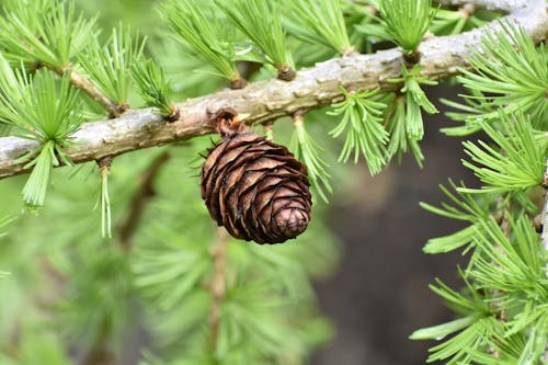 A pine cone is on a branch of a tree