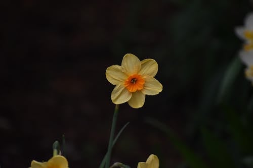 A single yellow daffodil is shown in the dark