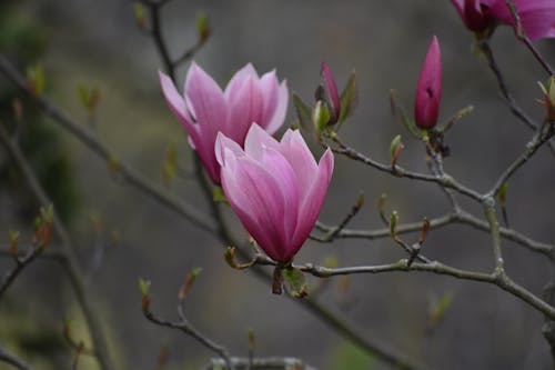 A pink flower blooms on a tree branch