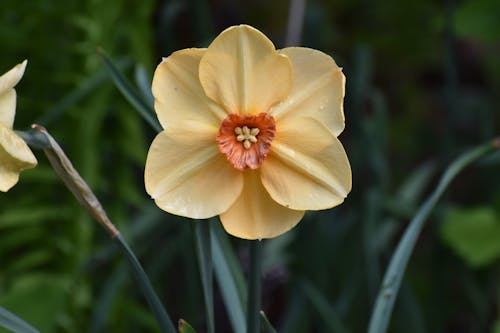 A yellow daffodil with an orange center