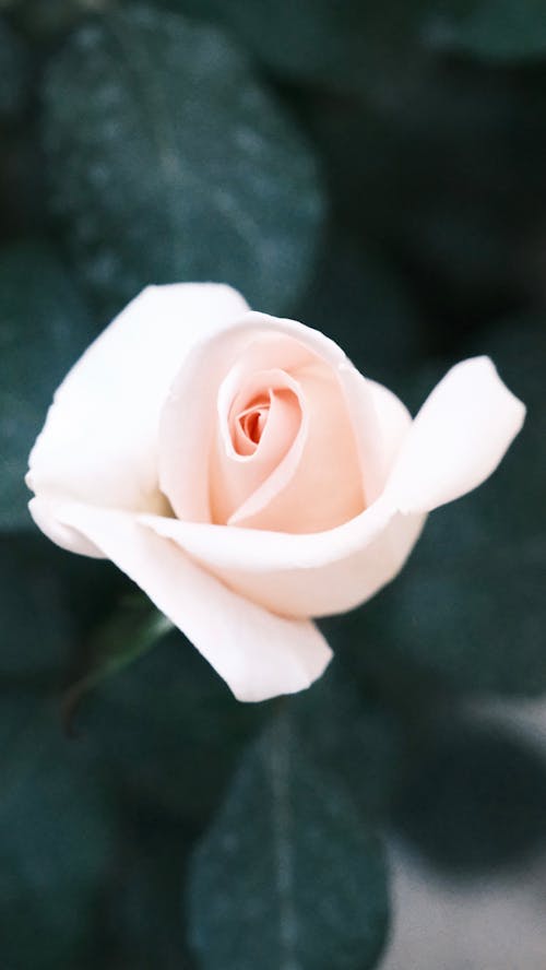 A single rose is shown in this photo