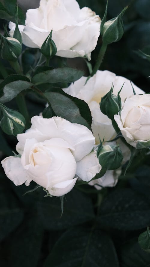 A close up of a white rose with green leaves