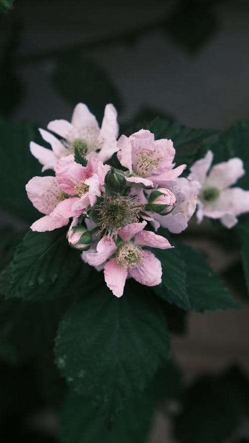A pink flower with green leaves and green stems
