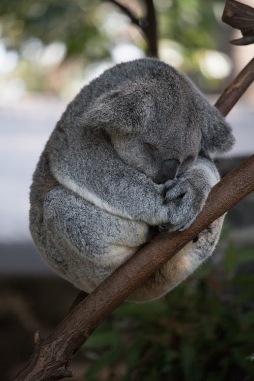 コアラ 可愛い 睡眠の無料の写真素材