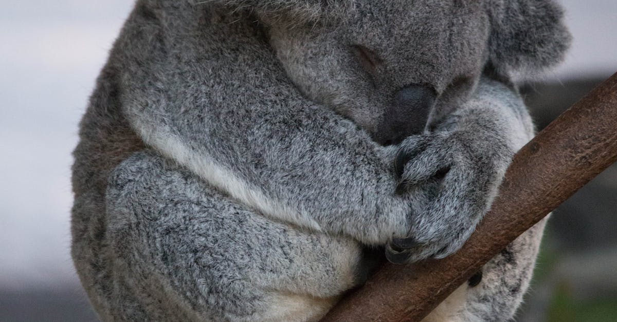 Free stock photo of cute, koala, sleeping