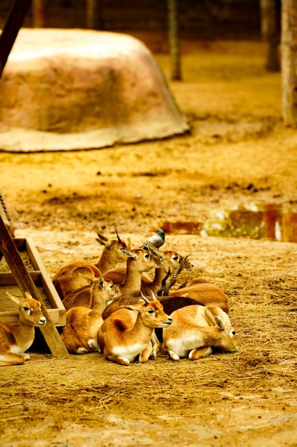 A group of goitered gazelles relaxing on the ground inside a zoo enclosure.