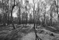 Black and white photograph of trees in the woods