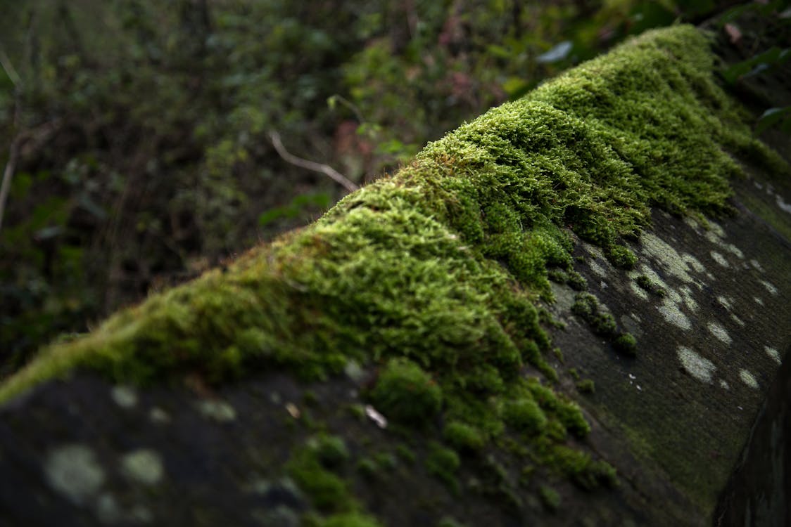 A moss covered wooden fence with a green background