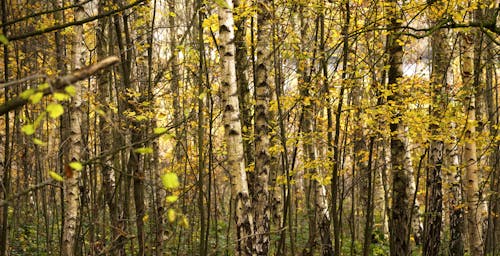 Foto profissional grátis de árvores, floresta, folhas
