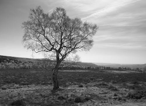 Imagine de stoc gratuită din alb-negru, arbore, atmosferă sumbră