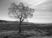 A black and white photo of a lone tree