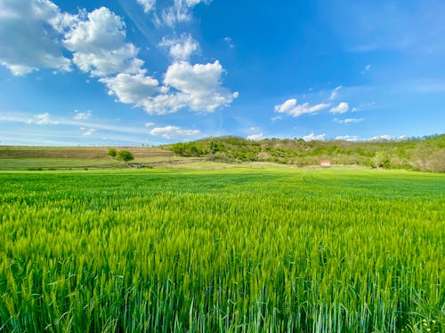 A field of green wheat with blue sky