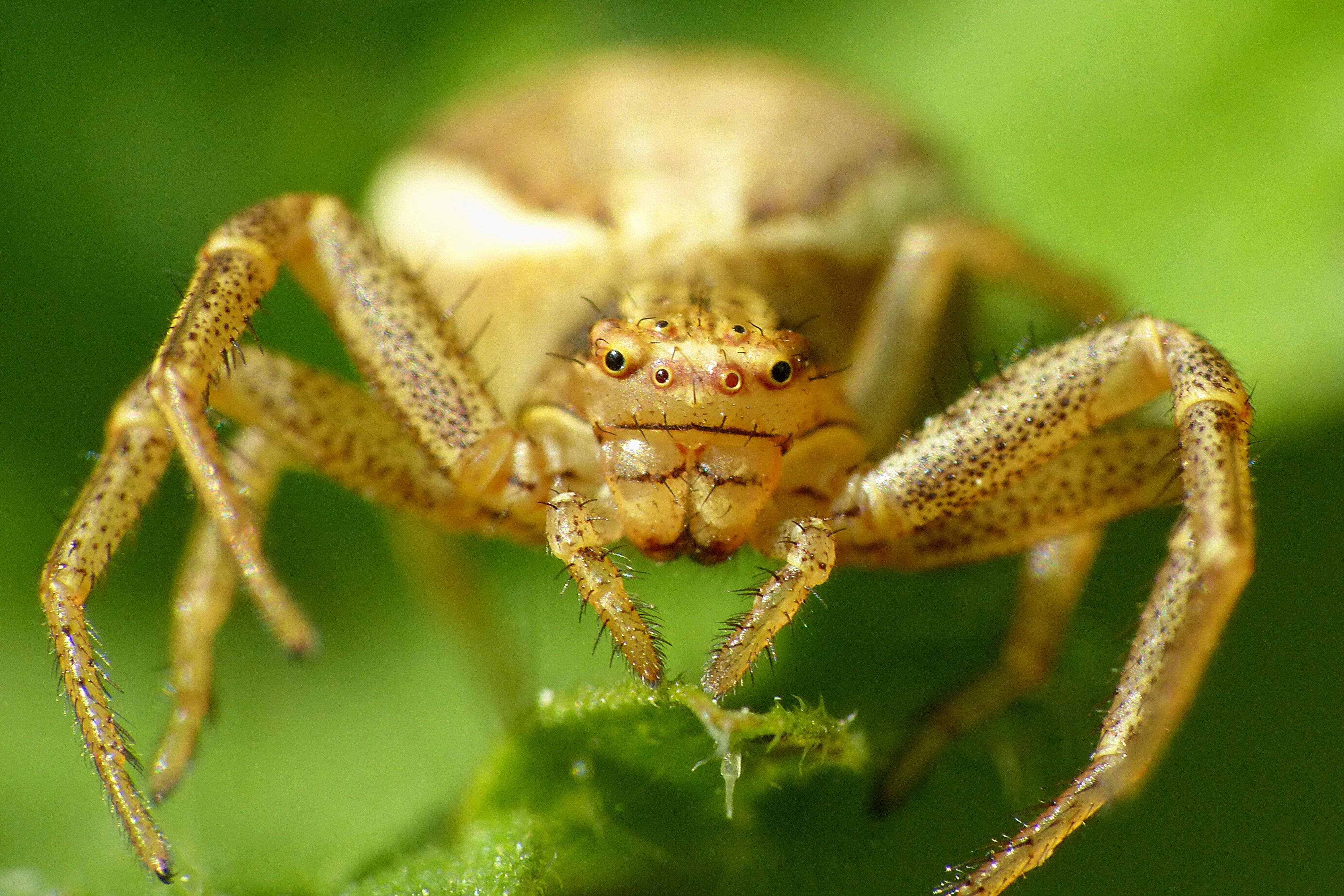 Close-up on Yellow Crab Spider Sitting on Leaf · Free Stock Photo
