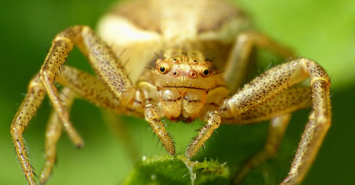 Sharp Spiders Close-up on Yellow Crab Spider Sitting on Leaf · Free Stock Photo